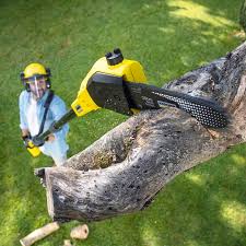 Canonsburg, PA Tree Removal and Landscaping Services Company